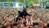 Rock Werchter Tickets