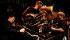 Bellowhead