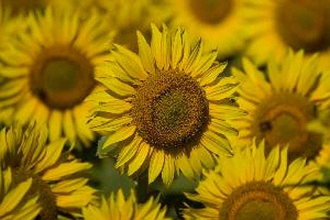 Calendar Girls Tickets