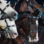 Horse of the Year Show