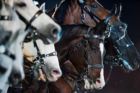 Horse of the Year Show Tickets