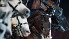 Horse of the Year Show Liput