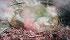 C.A. River Plate