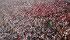 UEFA Champions League Finale-Public Viewing Tickets